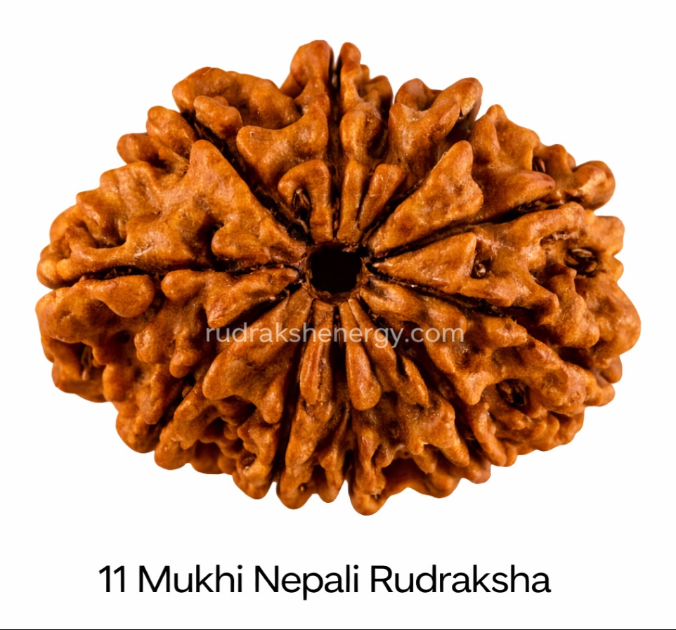 11 Mukhi Rudraksha