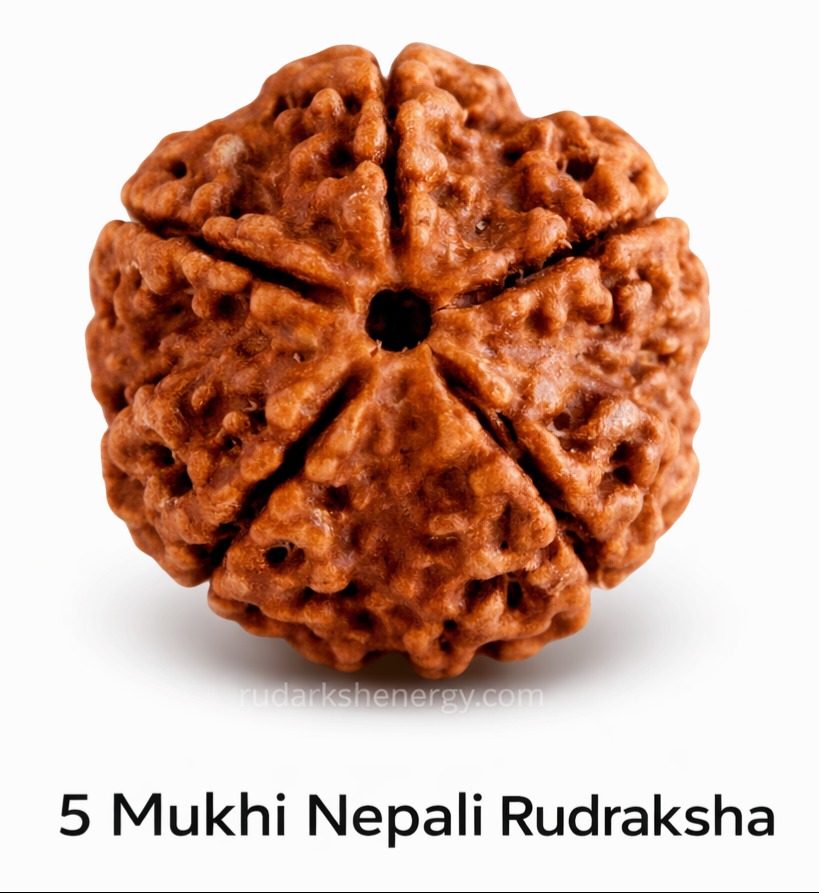 5 Mukhi Rudraksha